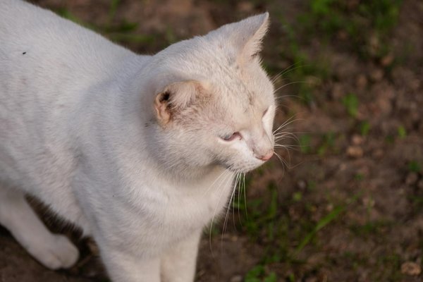 What Are the Ethical Considerations of AI in Predictive Policing?