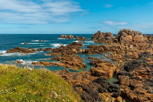 What Are the Best Low-Maintenance Pets for College Students?